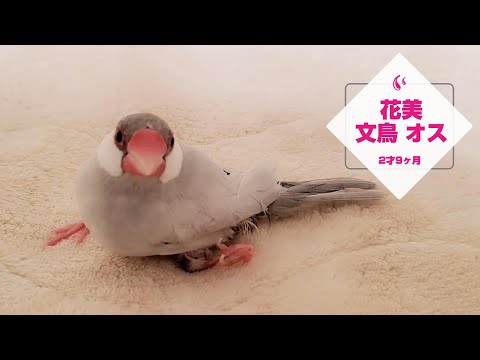 人馴れしてない文鳥とのスキンシップ　花美　pinohana　ブンチョウ