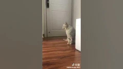 Video 1990641: oriental shorthair cat, american shorthair cat, tonkinese cat somali, korat cat, cat turkish, shorthair brown, somali cat havana, cat house