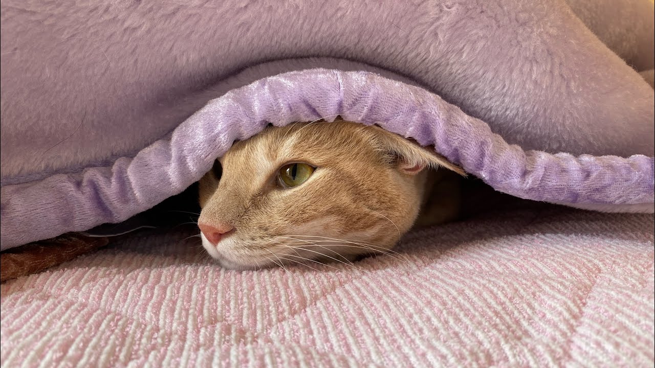 犬のくしゃみ3連発と怒りならが寝る猫シナモン Youtube