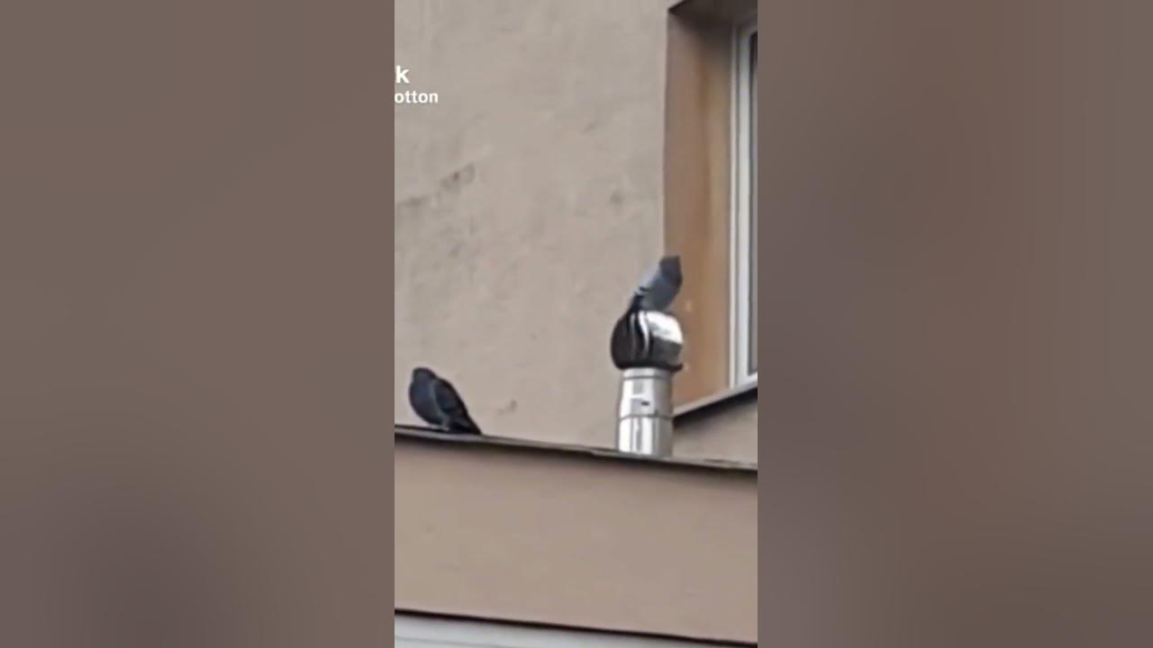 #мем #мемчик #мемы #гули #голуби - YouTube