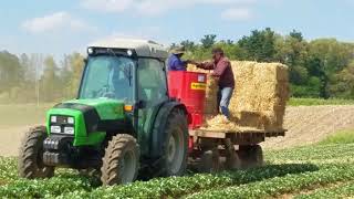 Blowing straw on strawberries at Shaw Orchards