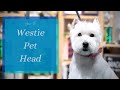 How to Do a Westie Pet Head | with Master Groomer