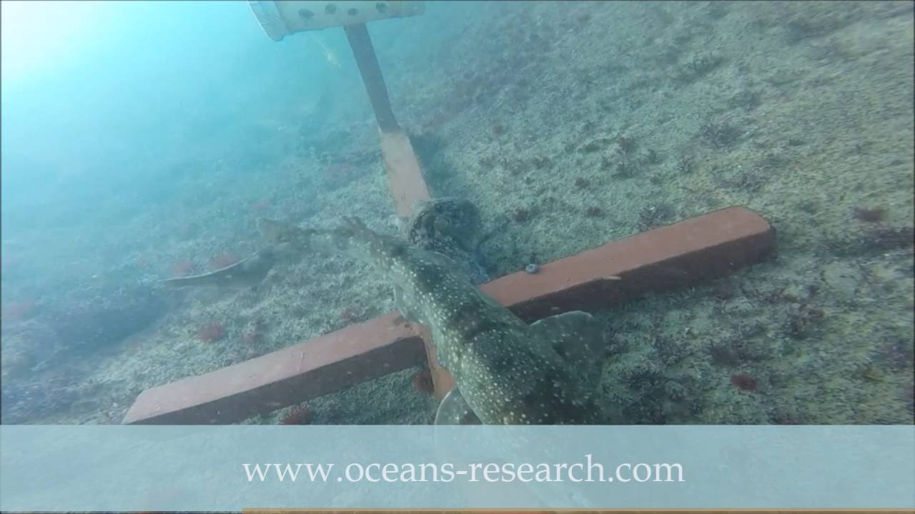 Oceans Research: Mega Shark vs Giant Octopus