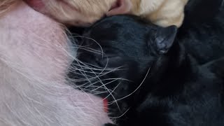 Watch our Labrador give birth to her puppies by Puppy Steps Puppy Training 1,000 views 2 months ago 3 minutes, 6 seconds