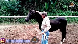 POR FORA DO BICHO | HORSEMANSHIP PARTE 02 - SIRIO - APOSENTANDO