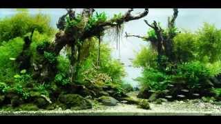 Most Beautiful Aquascapes (Underwater Landscapes)