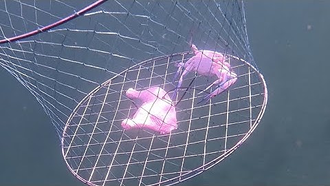 P20 Cảnh Kéo ghẹ dưới nước, mỗi cái mỗi con coi Đã mắt #Crabbing #crab #fishing #Adelaide #Australia