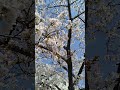 #🌿🌸🌸🌸🌸#sakura #fyp #flowers #viewsproblem #positivevibes #japan#Asahi
