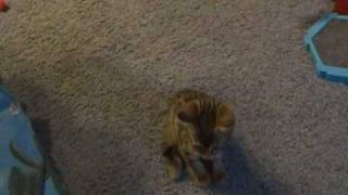Camcorder Test Samsung FlashCAM