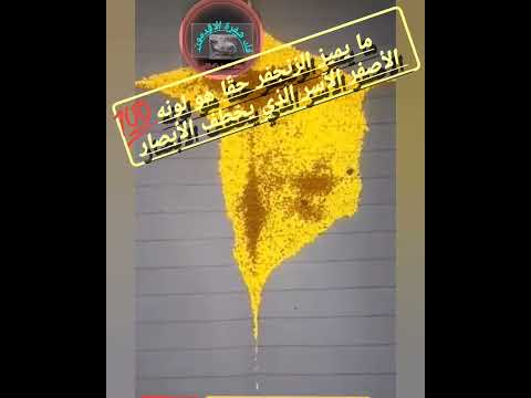 الزنجفر بلونه الأصفر الساحر      اكسبلور دويتو البخل