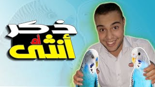 الفرق بين ذكر وأنثى البادجي/ The difference between male and female budgies