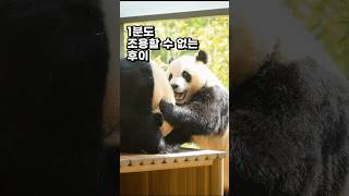 [4K]  소리는 안나지만 시끄러운 영상 (루이후이)