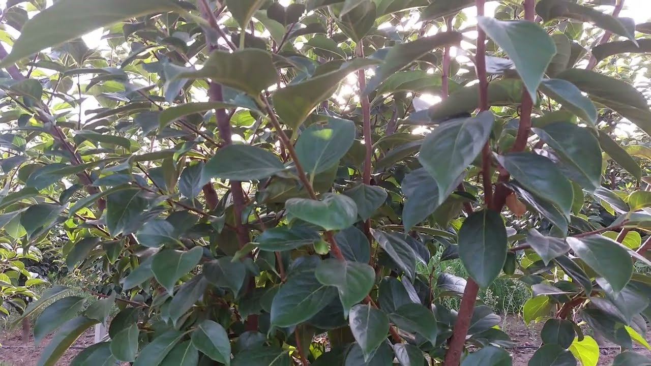 Λωτοί  Rojo Brilliante,  χαρακτηριστικά και προβλήματα της ποικιλίας.