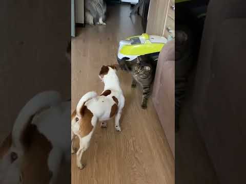 разборка кота и собаки #shorts #приколы #котсабака #tiktok #разборка