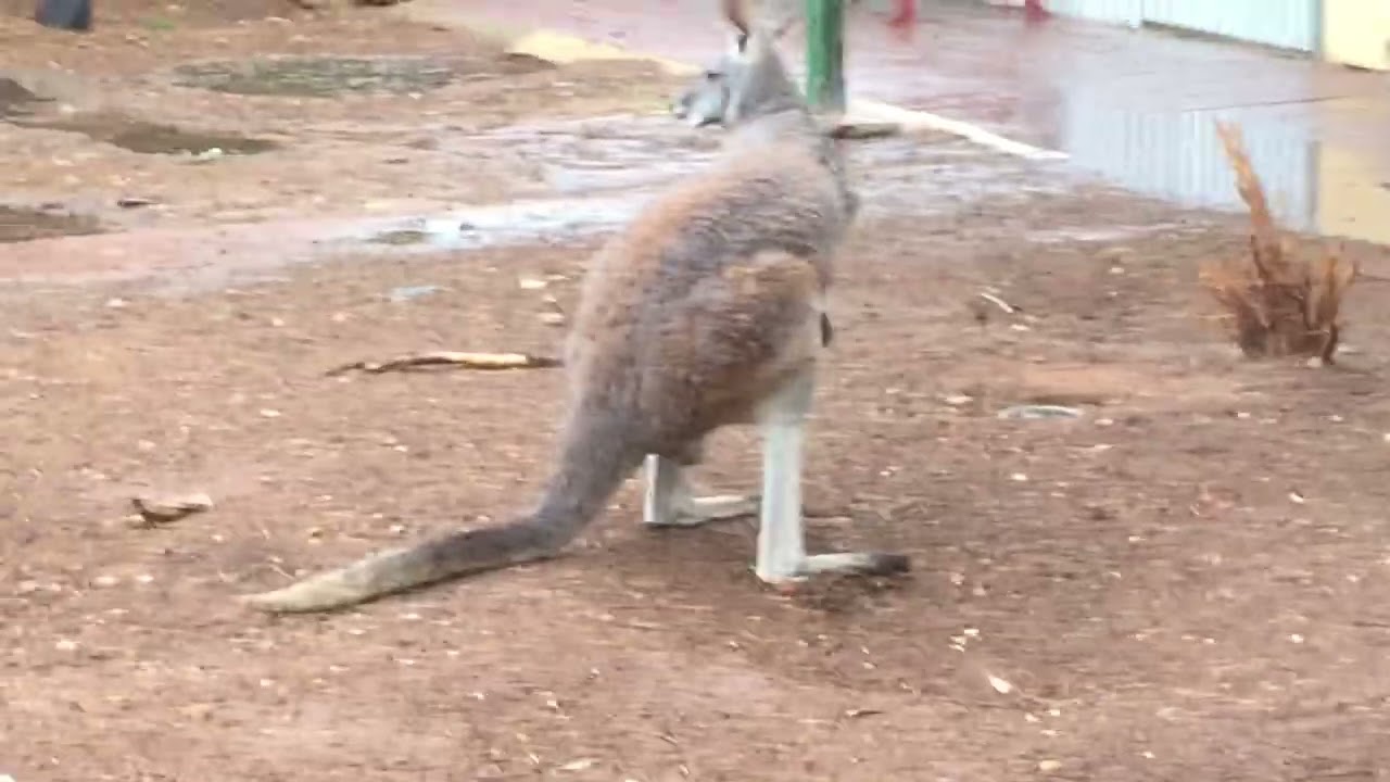 Back to 4 kangaroos. 😭 Norman, Melba, Bindi & Annie. February 7th, 2020.