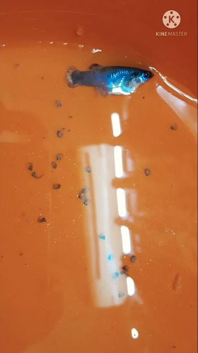 Guppy struggle to give birth and dies with the frys