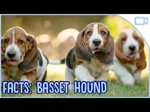 Video: Basset Hound: Panlabas, Karakter At Pagsusuri Ng Mga Breeders Ng Aso