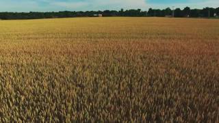 Video thumbnail of "Field Of Gold 20160618 4K"