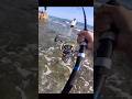 可愛い子と凶暴魚! #fishing #shorts #釣り