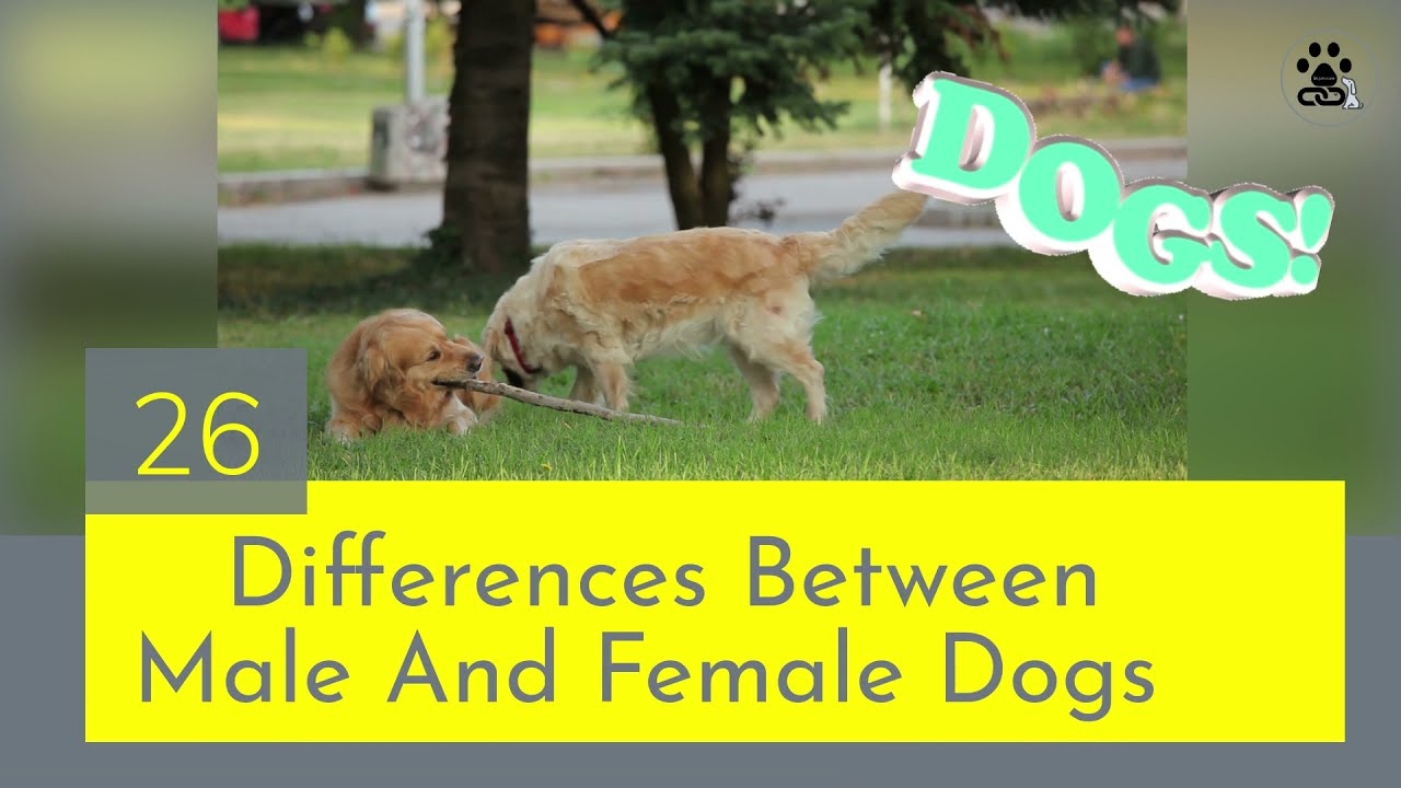 26 Differences Between Male And Female Dogs YouTube