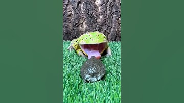 The frog is attacking the turtle #shorts #fog #fogturtleattack #animals