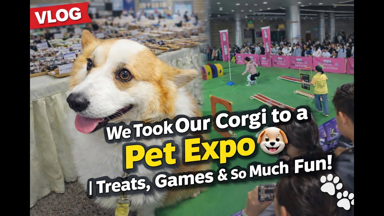 Pet Expo Day with Our Corgi 🐾 | So Many Treats & Fun!
