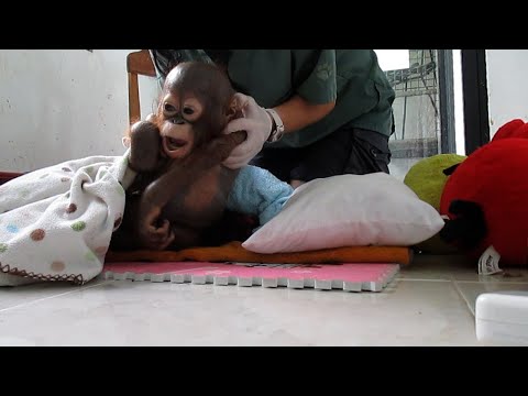 Big Budi Update - Where is Budi The Orangutan Now? (2021)