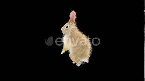 Rabbit Walking 4K | Motion Graphics - Envato elements