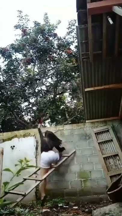 Metik Buah rambutan || Cewek jatuh dari tangga#shorts