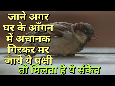 वीडियो: क्या कोई चिड़िया आपको चोंच मारकर मौत के घाट उतार सकती है?