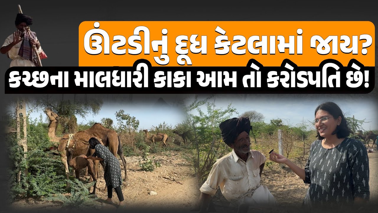 જ્યાં રાત થાય ત્યાં સુઈ જતા છતાંય લાખોપતિ માલધારી કાકા પાસેથી ઊંટ કેટલાનું આવે, દૂધના ફાયદા બધુ સમજો