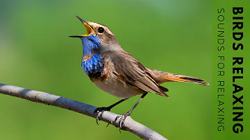 Beautiful Bird Sounds - Relaxing Sounds of Mountains and Forests, Helps Relax, Reduce Anxiety