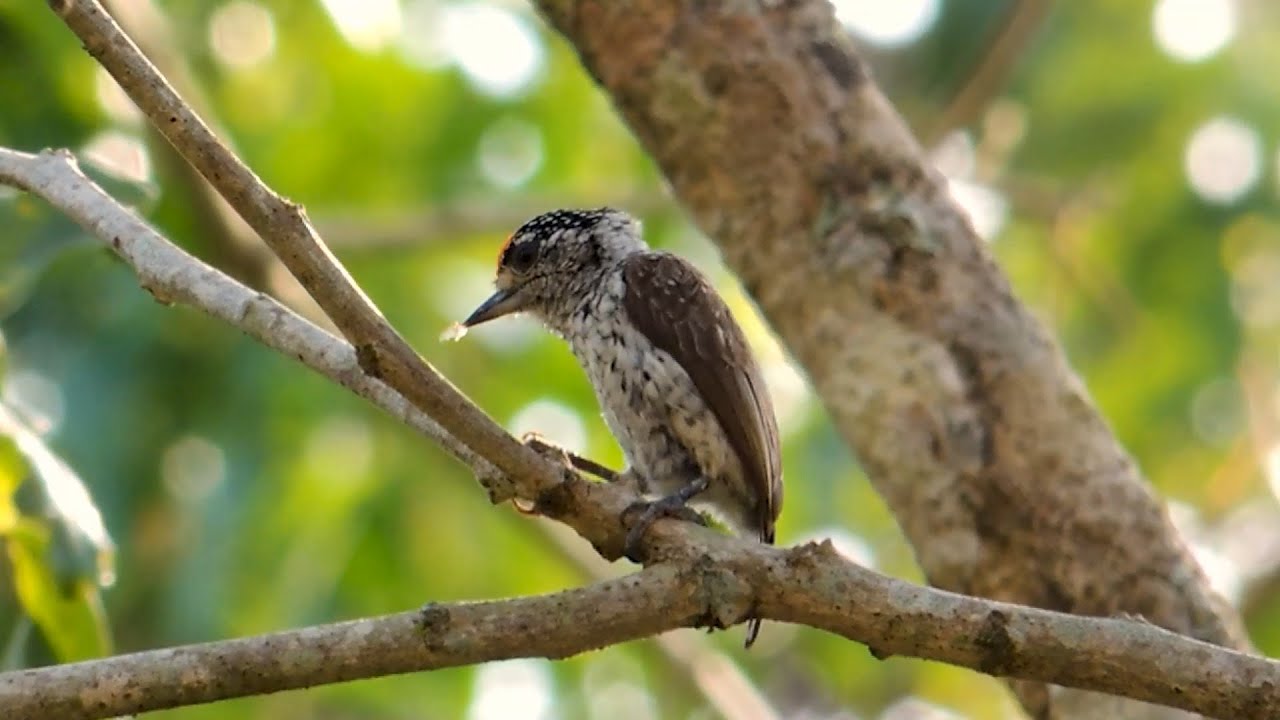 Picapauzinho-escamoso: Macho: Fazendo uma boquinha !(Picumnus albosquamatus) White-wedged Piculet