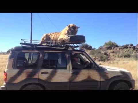 Tiger falls asleep on car roof