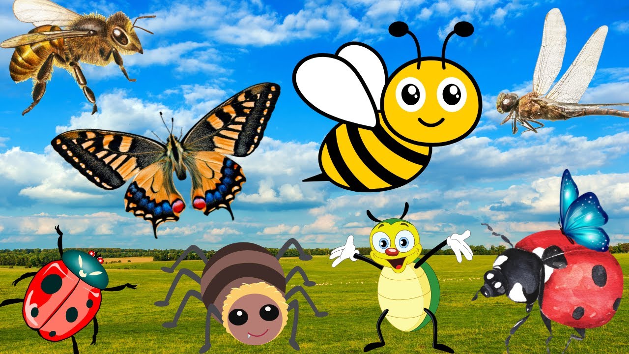 Mengenal Hewan Serangga, 11 jenis serangga Bermanfaat untuk lingkungan | kupu-kupu, lebah,capung,