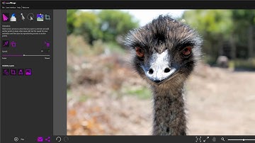 DIY: Animate feathers and fur with PhotoMirage