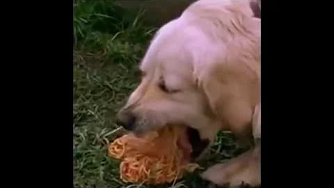 Dog Vomits Spaghetti in Reverse