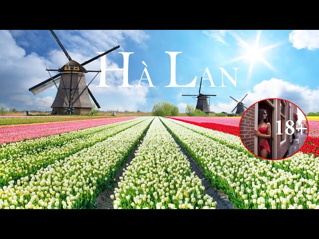 Qamp;amp;amp;A: Quốc gia nào nổi tiếng với hoa tulip và cối xay gió?