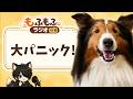 ボタンを増やしたら愛犬がパニックになりました【もふもふラジオ#4】 #犬 #ペット