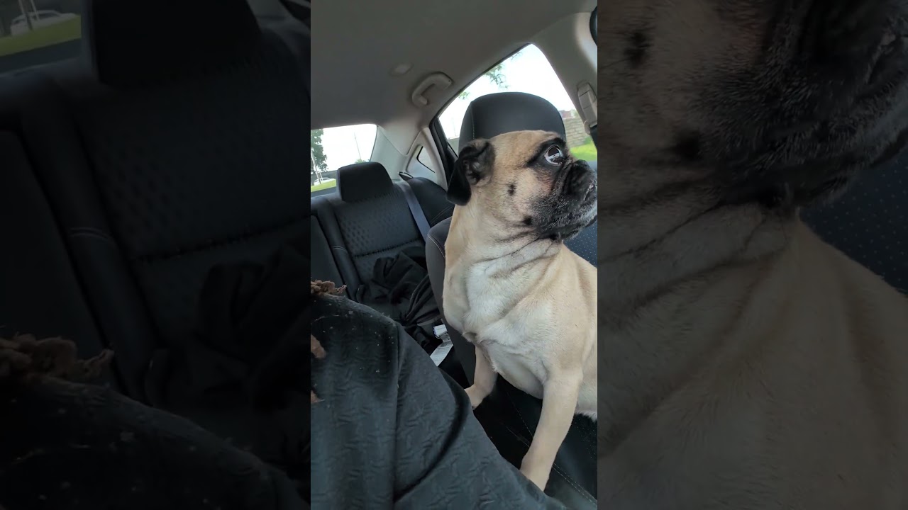 Pug Life with Chief 🐾 adlı videoyu YouTube'da izle Pug Life with Chief 🐾 adlı videoyu YouTube'da izle