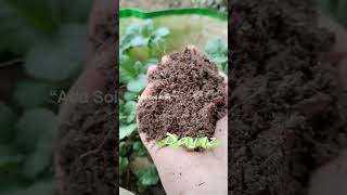 36 days potato growth 🥔🌱  Still growing… surprise under the soil 👀