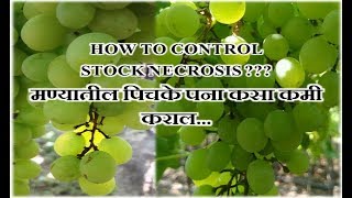 Grape Master - HOW TO CONTROL  STOCK NECROSIS ??? (मण्यातील पिचके पना कसा कमी कराल... ) screenshot 4