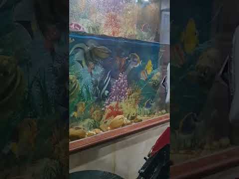 Video nuôi cung.cá lóc. cá sặc làm cảnh - youtube
