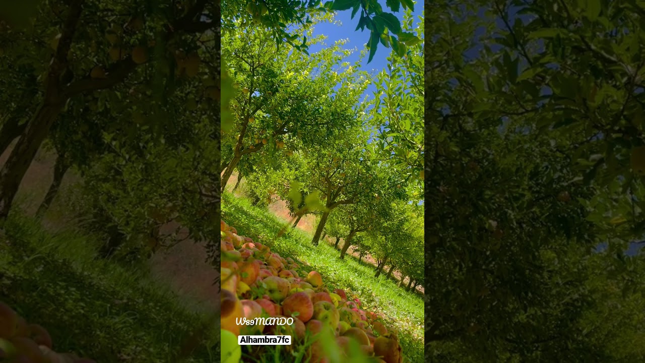 Alhambra 7fc flamenco guitar sound