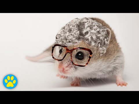 Video: How To Find Out The Age Of A Hamster