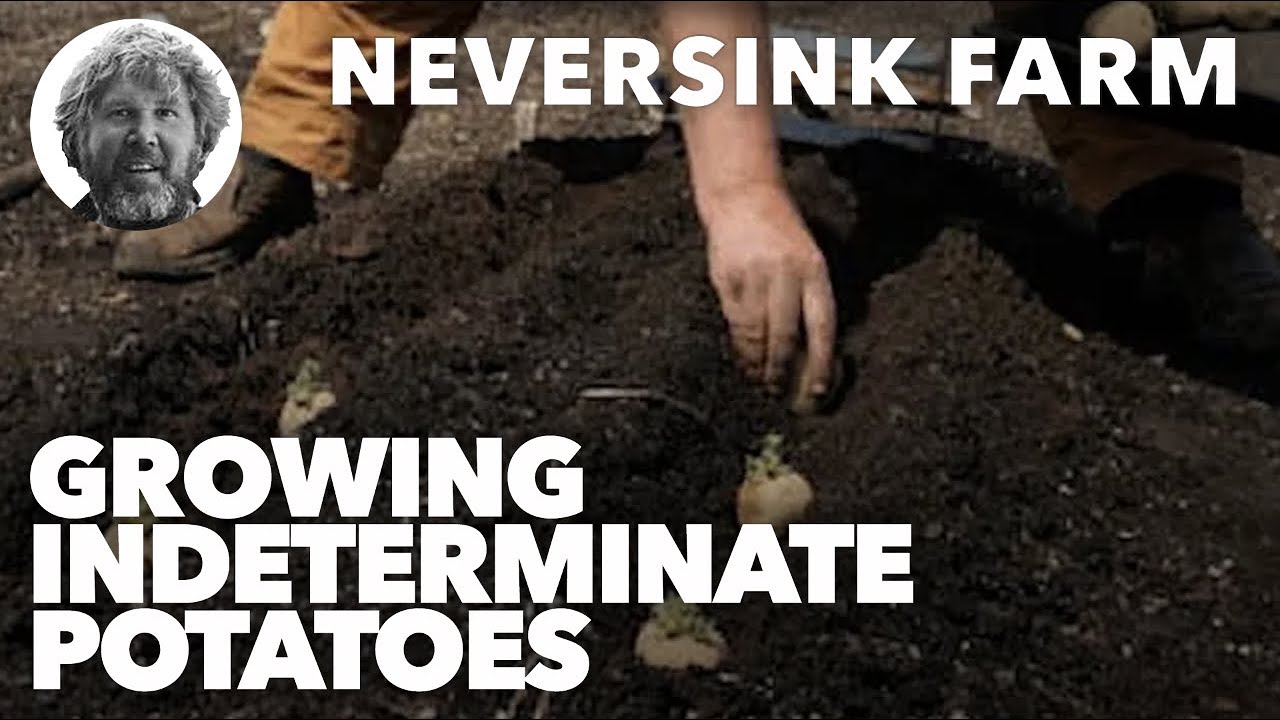 Gardening Basics Growing Indeterminate Potatoes YouTube