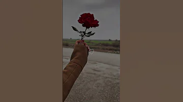 معشوقتي جرى القصايد مواويل 