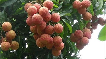 Đặc sản lục ngạn mùa này là vải thiều và tắc đường