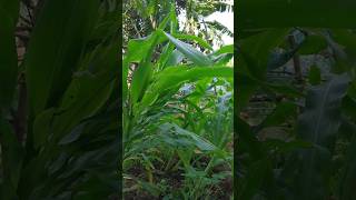 🌽 #sweetcorn #cornfarm #cornseason #ytshorts #nature #minivlog #villagevlog #countryside #tripura