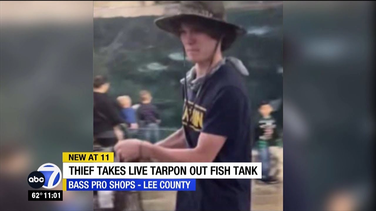 Suspect wanted for stealing live tarpon from Fort Myers Bass Pro